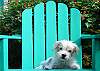 One of our best friends , Blossom enjoying the yard from her favorite chair! No , unfortunately, she does not come with the cottage.
