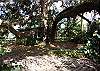 The live oak trees on Maddie's lot. Full of native flowers and trees, this cottage is a rare commodity on Tybee- lots of room to relax and play.