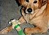 Ohh so pet friendly - look the dog toy is a MERMAID!!