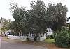 This enormous tree fills the air with her wonderful smell.  We have parking for 4 cars or even a small boat on a trailer.