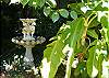 The old fountain in the back yard.