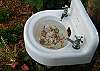 The "bird bath" is a vintage sink and is filled with sea shells. Our Tybee birds love to drink from here!