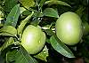 The yard has fruit trees including fig and citrus. Yours for the picking!