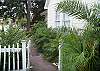 There is beautiful folliage all over the yard. A tropical paradise.
