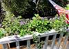 We love our garden and love our window box!