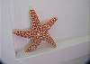 We have star fish tucked all over the home just waiting to surprise you!