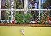 Window box with beautiful flowering plants!
