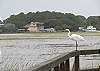 The egret sits across the salt marsh looking at how beautiful Heron Hideaway is!