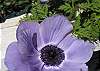 We are constantly changing our window box flower to match the season
