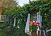 Our lush garden is full of delights every where you look