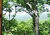Cherry Log Cabin / Bungalow rental - Exterior Photo - SPRING MORNING