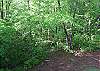 Enjoy walking in the woods right from the backyard of the beautiful cabin.