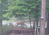This was taken from the deck. Watch deer feeding just outside the front door of the cabin.