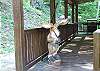 Mr Moose welcomes you to the cabin as you arrive at High Camp