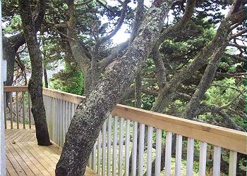 House & Deck Make Way for Nature!