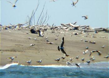 Seagulls Feeding Naturally