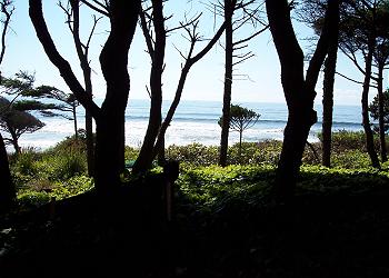 View through the pines