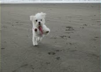 Oregon Beach Vacations Special