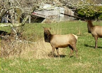 Elk In The Meadow