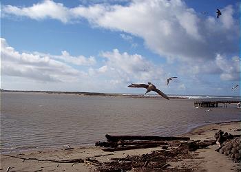 Circling Gulls