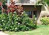 A yellow hibiscus, the State Flower of Hawaii, protects the lanai from passersby at 114.