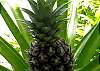 Pineapple outside the condo