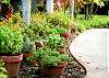 The herb garden just outside your door