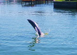 Dolphin Watch at Coconut Villas of Dunedin Dolphin Watch at Coconut Villas of Dunedin