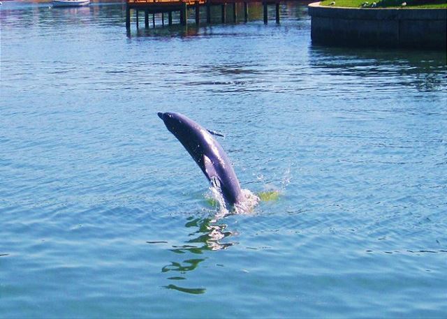 Dolphin Watch at Coconut Villas of Dunedin Dolphin Watch at Coconut Villas of Dunedin