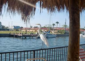 Blue Heron at Coconut Villas of Dunedin Blue Heron at Coconut Villas of Dunedin