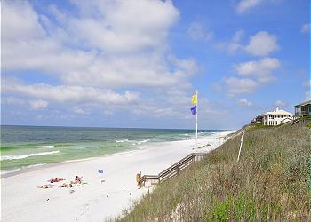 Blue Lupine ~ Blue Mountain Beach, FL