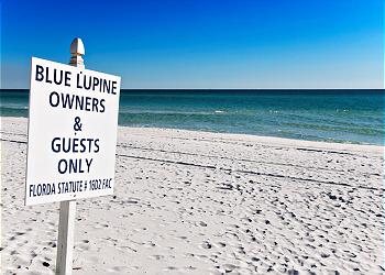 Blue Lupine ~ Blue Mountain Beach, FL