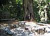 Firepit in Redwoods