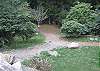 Backyard and firepit with Redwoods