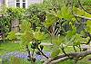 Fig Tree in Lovely yard