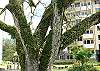 This decades old tree is covered by vines. It's standing in the middle of the common areas at Costa Linda condominiums vacation rental in Jaco, walking distance to beach.
