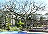 A decades old tree standing in the center of the common grounds at Costa Linda vacation rental condominiums in Jaco, walking distance to the beach.