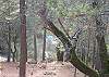 Nicely treed lot