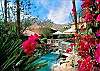 Palm Springs Oasis