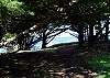 View Through Trees