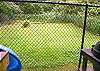 Fully fenced in large grassy backyard.