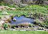 View of beaver pond in the backyard.