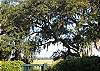 Just one of the majestic oaks framing your back yard