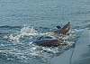 Just a short walk from the villa, see the dolphins play in the surf!