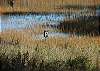 Here is another view of the marsh