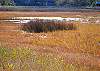 Tidal marsh where flora and fauna abound!