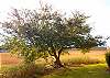 Beautiful tree in the backyard