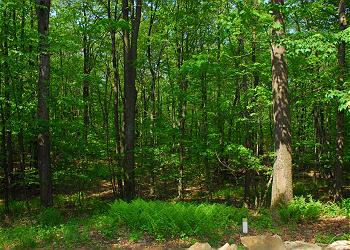 Cedarwoods - 3