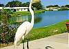Central Gulf Coast House rental - Interior Photo - A view of Buddy the Egret.   He visits the back yard frequently