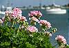 Potted Flowers